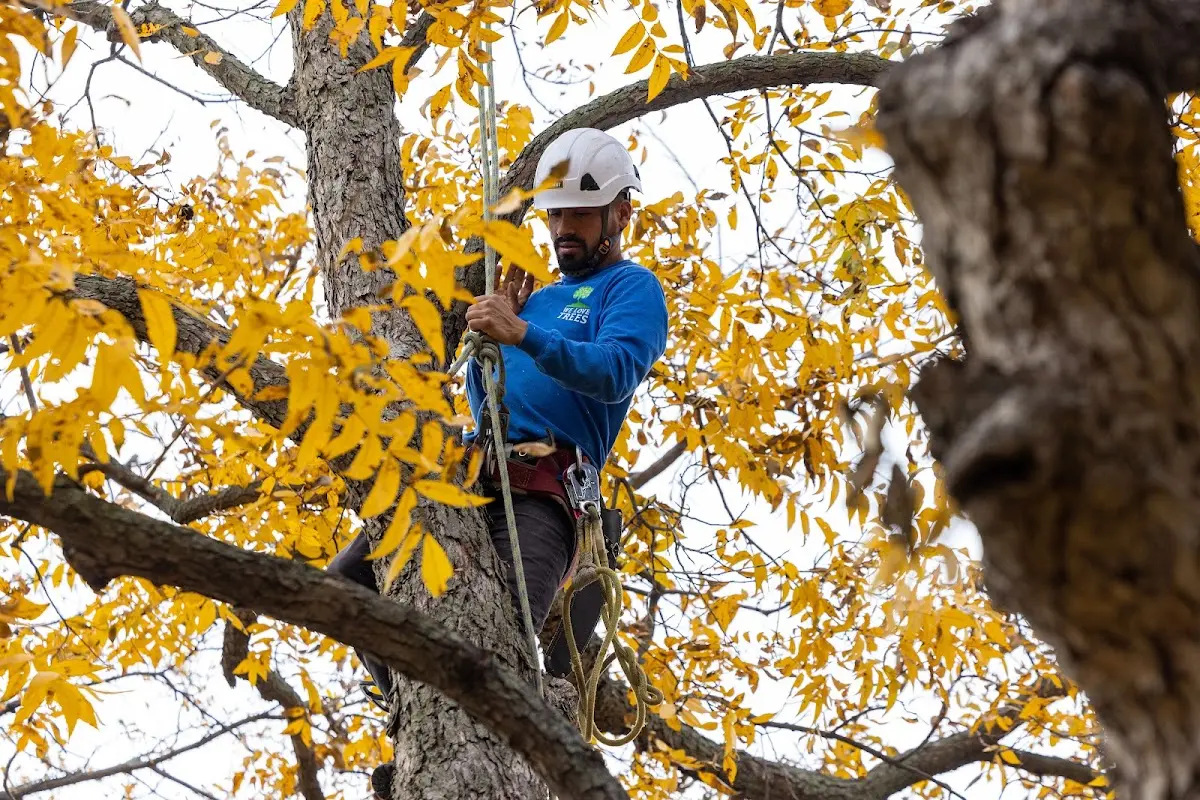 Skilled Tree Planing crew working in Meadview